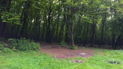 a clearing in the woods and trees with grass at the forests