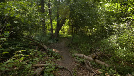 Toma-Pov-Siguiendo-Un-Sendero-De-Senderismo-A-Pie-Por-Un-Bosque-En-Verano