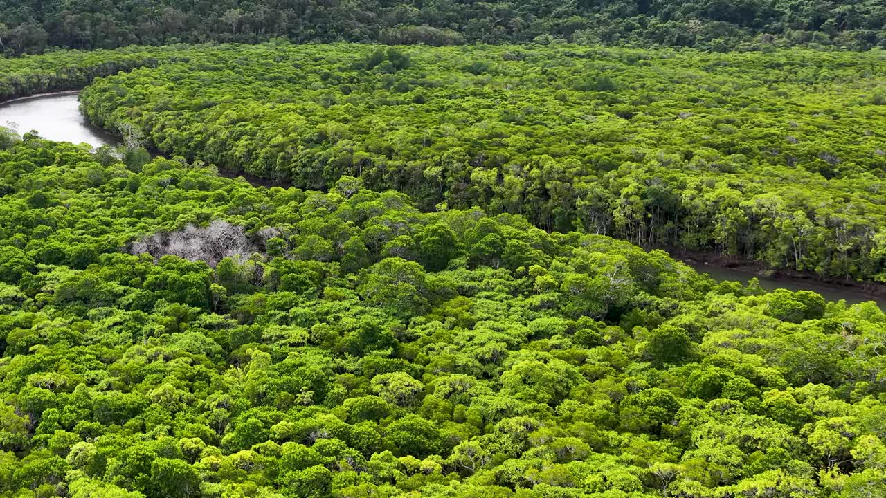 Aerial view of tour boat cruising a winding river through lush mangrove rainforest in daylight