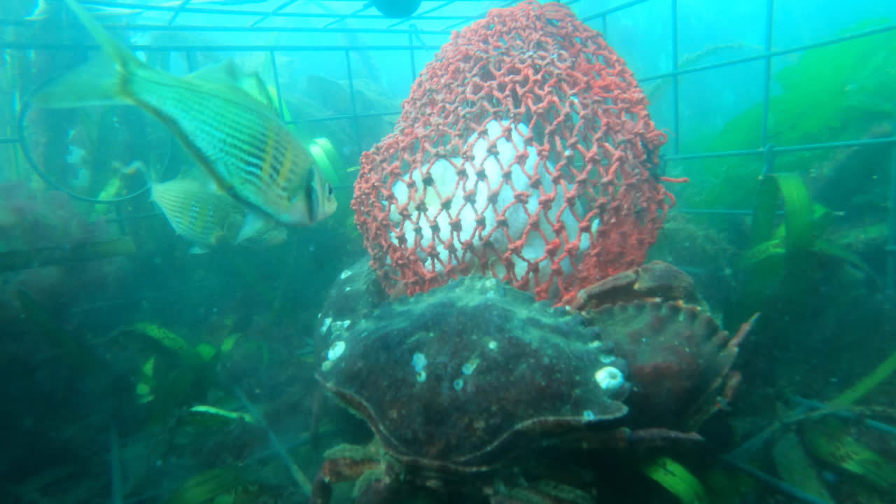 time lapse of crabs feeding on bait in a crab trap in a undersea kelp forest