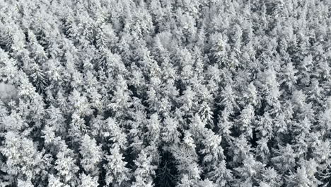 Aerial-view:-winter-forest.-Snowy-tree-branch-in-a-view-of-the-winter-forest.-Winter-landscape,-forest,-trees-covered-with-frost,-snow.