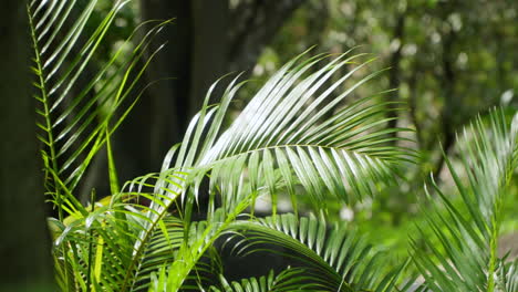 Hojas-De-Palma-Balanceándose-En-El-Viento-Bajo-La-Luz-Del-Sol-En-La-Selva-Tropical---Primer-Plano-En-Cámara-Lenta