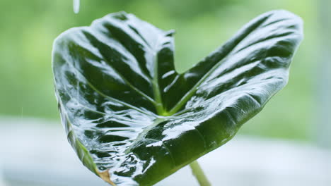 Gießen-Sie-Langsam-Etwas-Wasser-Auf-Ein-Colocasia-Esculenta-Blatt,-Während-Sich-Ein-Teil-Des-überschüssigen-Wassers-Sammelt-Und-Nach-Unten-Tropft