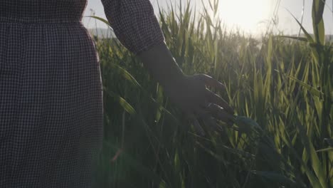 summer-time-grass