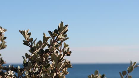 ramas de árboles con fondo de océano y cielo