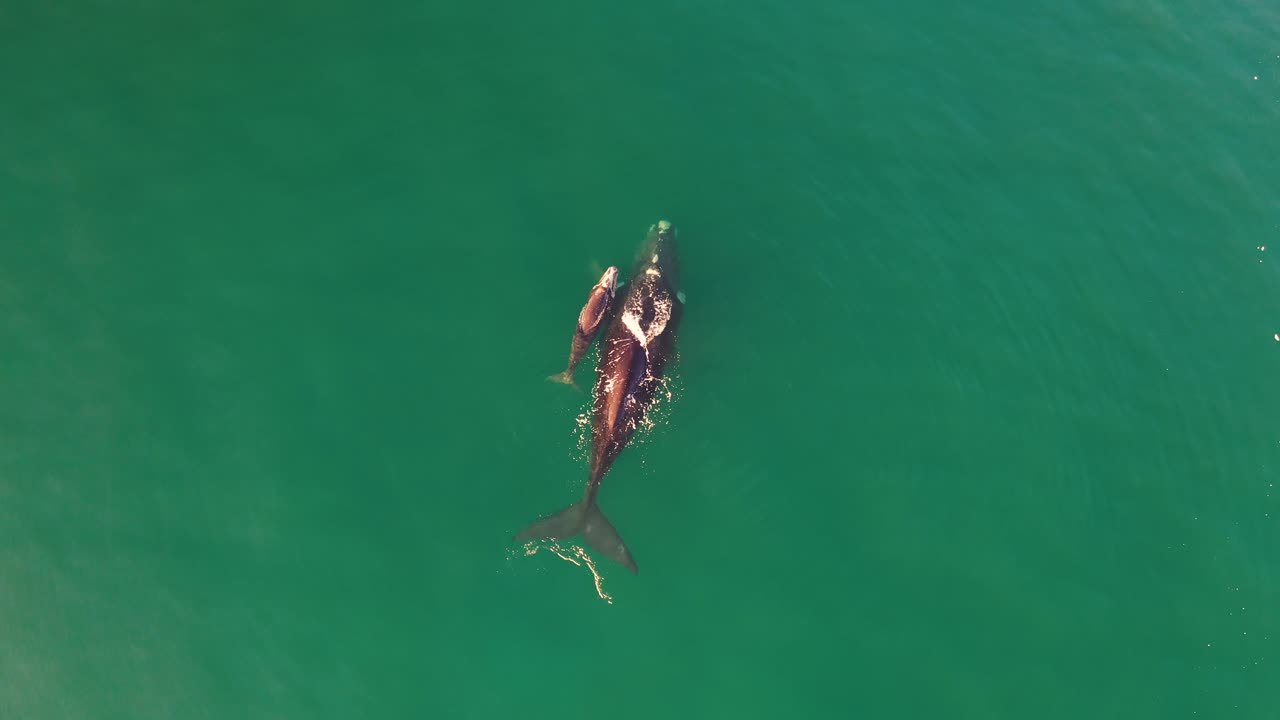 남아프리카공화국 피쉬후크의 가짜 만에 있는 남방긴수염고래와 갓 태어난 송아지의 공중 전망