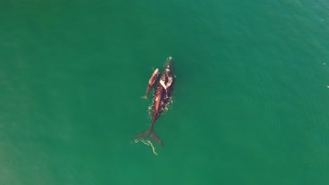 Vista-Aérea-De-Ballena-Franca-Austral-Y-Ternero-Recién-Nacido-En-Bahía-Falsa-En-Fish-Hoek,-Sudáfrica