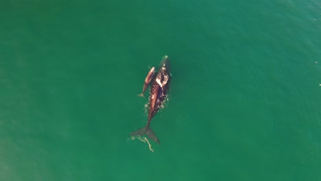 aerial view of southern right whale and newborn calf in false bay at fish hoek, south africa