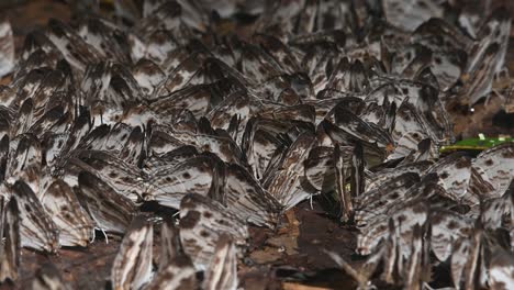 marbled map, cyrestis cocles, kaeng krachan national park, unesco world heritage, thailand