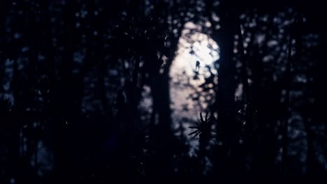 nighttime forest silhouette, redwood trees in moonlight with dark, dreamy mood