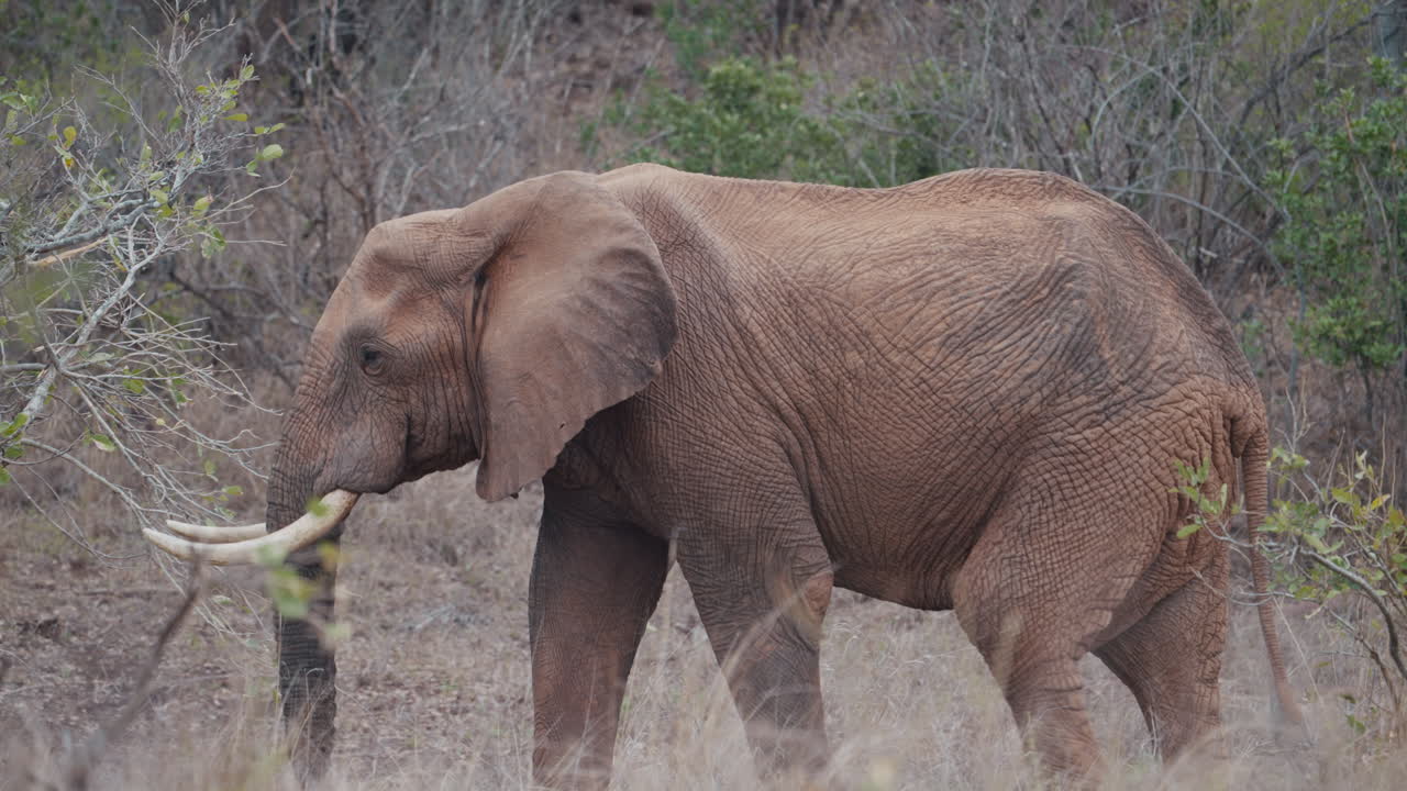 An elephant with part of its trunk missing walks slowly through the vegetation in Gonarezhou National Park, Zimbabwe part 2