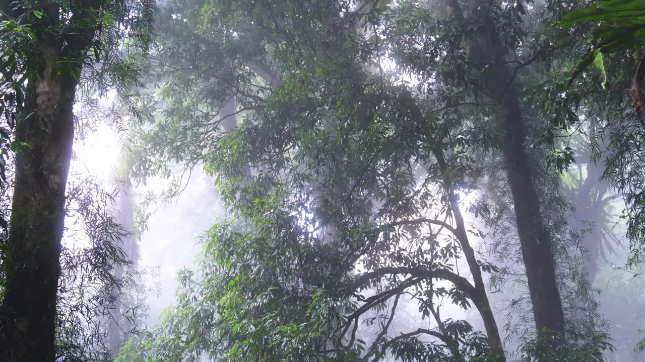 A tranquil view of misty treetops and lush ferns in a dense forest environment.