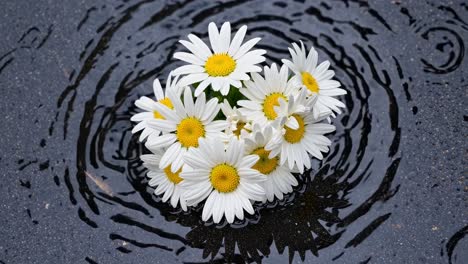 daisies in a puddle