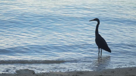 Static-shot-of-a-dark-morph-Pacific-Reef-Heron-standing-still-on-sandy-shore