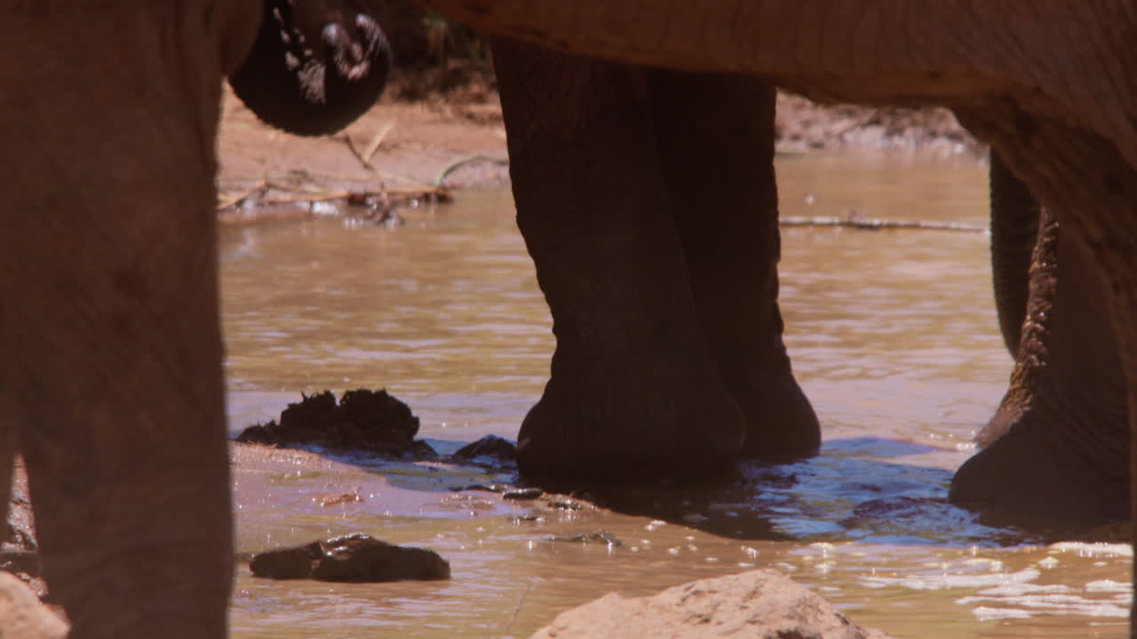 Zampe di elefantino africano di savana che camminano.