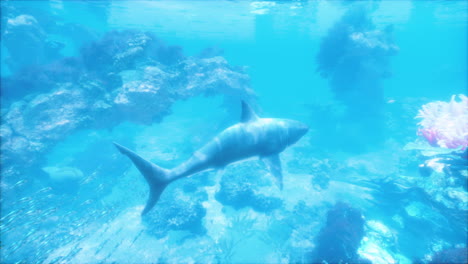 great white shark swimming in a coral reef
