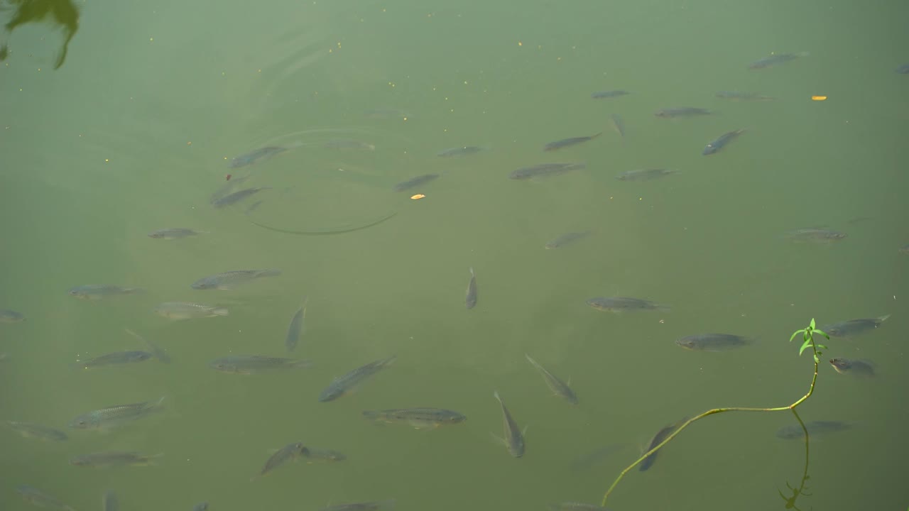 물고기가 물에서 놀고 있다