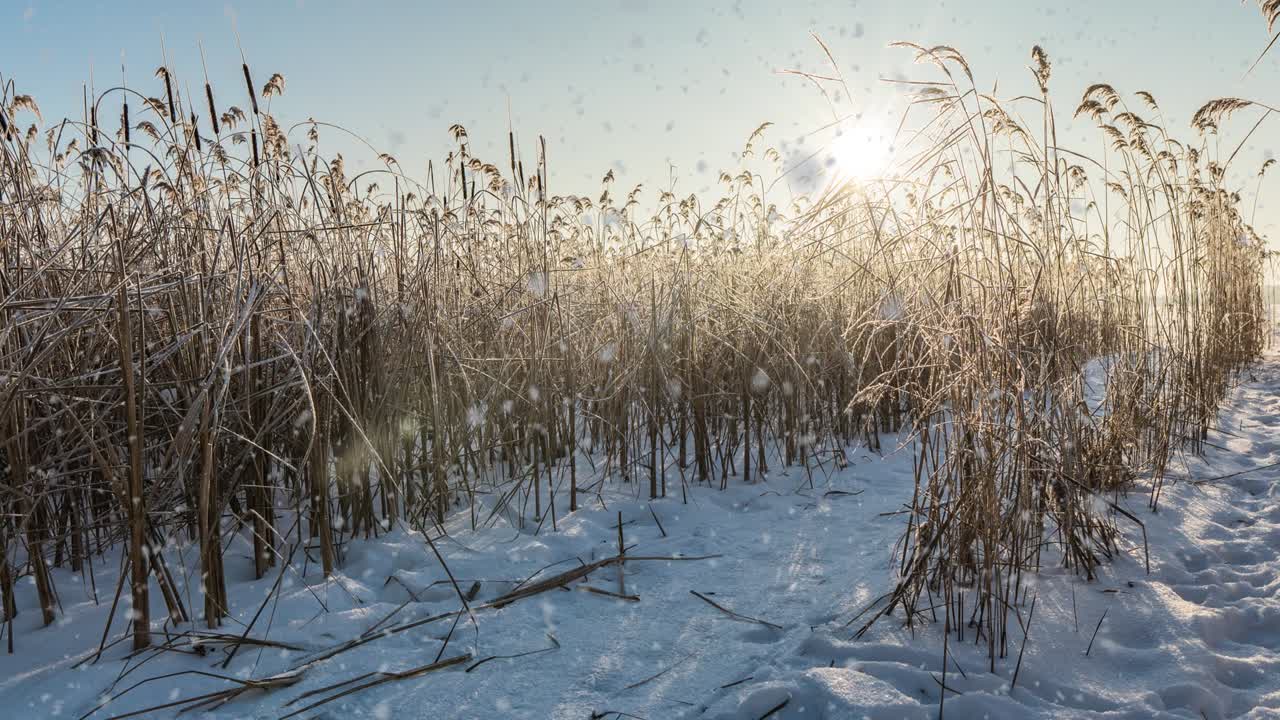 nieve cayendo naturaleza bosque árboles paisaje en blanco soleado día de invierno estado de ánimo. luz y brillante nieve tiempo frío, circuito de video, circuito de vídeo cinemagraph