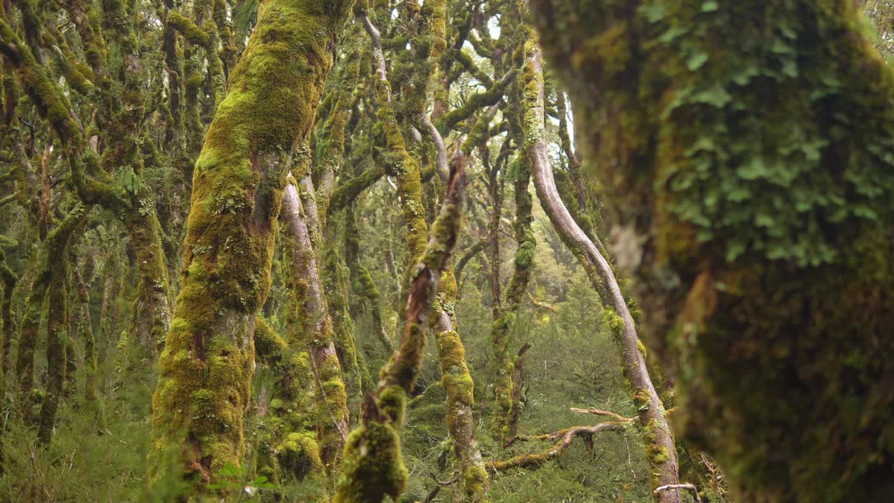 deslizador, revelando el vibrante bosque de fiordland, routeburn track nueva zelanda