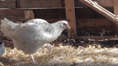 white chicken stretching wings in sunlit barn