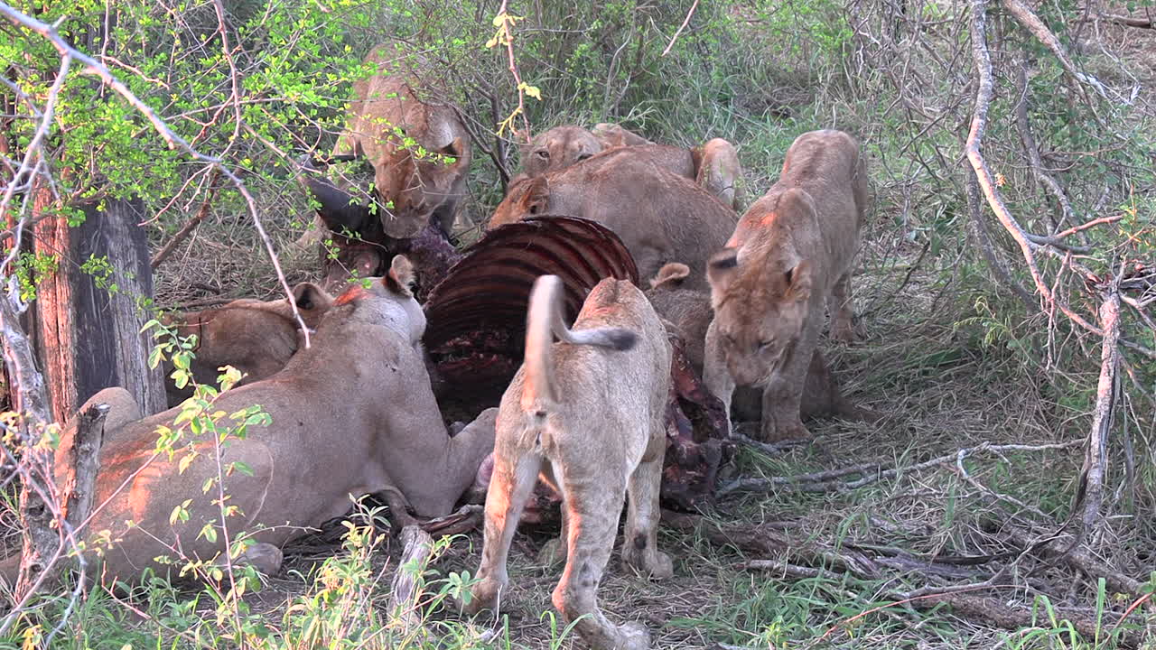 사자 들 이 버팔로 의 사체 를 먹고 있는 사자 들 의 무리, 아프리카 사바나 의 야생 동물 풍경