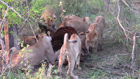 Pride-of-Lions-feeding-on-buffalo-carcass,-African-savannah-wildlife-scenery