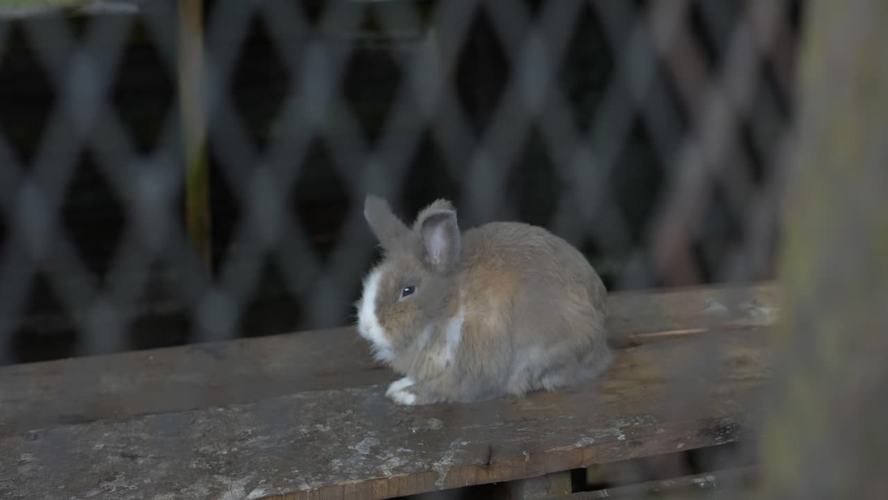 cream rabbit on the farm with long ears