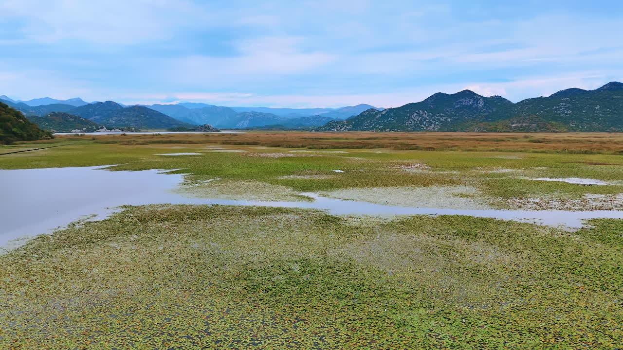 Stiger over vannlandskapet dekket med ugress og vannliljeblader. Spektakulære fjell i bakgrunnen. Montenegro
