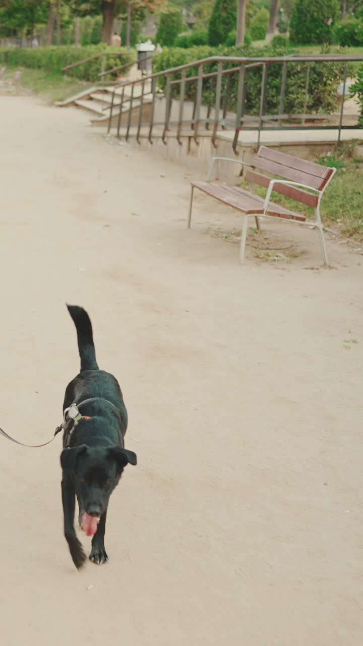 A black dog on a leash walking in the park
