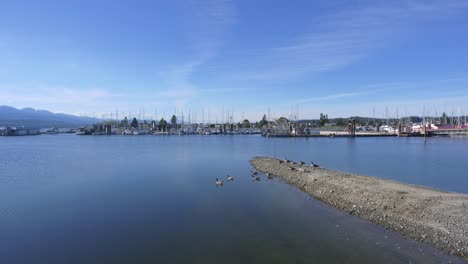 Aerial-shot-of-beautiful-harbour-with-boats-and-Canada-Geese