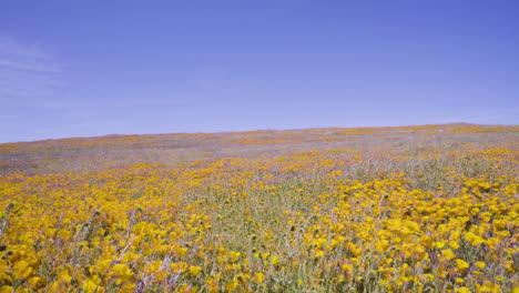 Descripción-General-Del-Campo-De-Amapolas-Amarillas