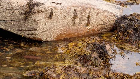 seaweed-covered rock in shallow water