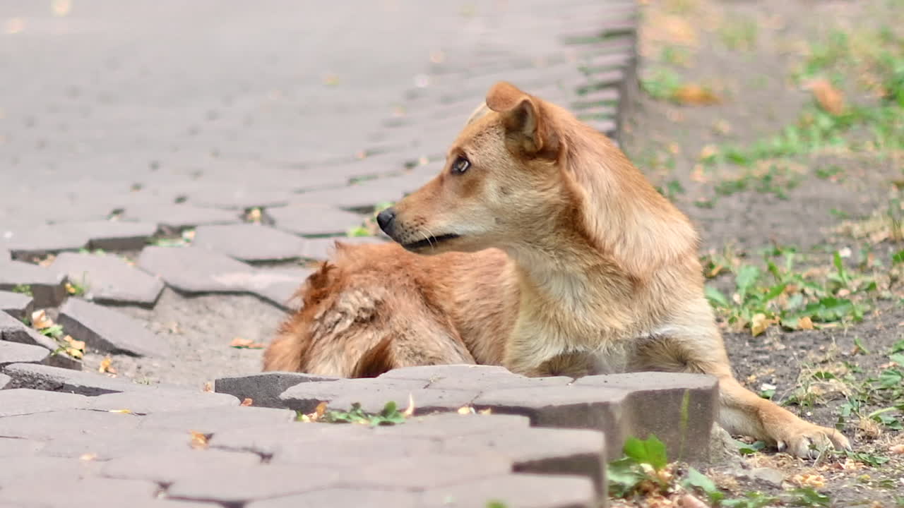 Brown street dog lying in a park in daylight