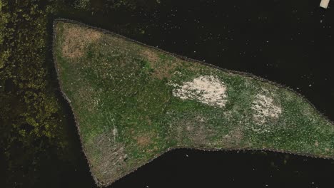 Perspectiva-Más-Amplia-Y-Vista-De-Drones-Lentamente-Hacia-Arriba-Desde-La-Otra-Parte-De-La-Isla-Del-Lago-Animada-Y-Protegida-Por-La-Naturaleza-Con-Muchas-Aves-Voladoras