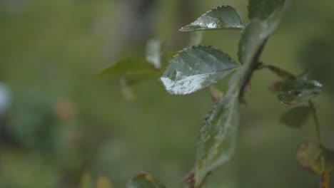 Hoja-De-Rosa-Mojada-Balanceándose-En-El-Viento-Primer-Plano