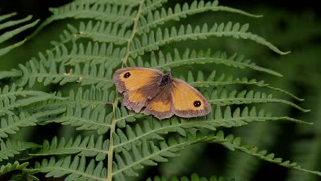 una mariposa guardiana andrajosa pyronia tithonus, disfrutando de una fronda de helechos