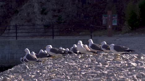 Close-up-view-of-seagull-flock-sitting-on-pebble-beach-during-bright-day