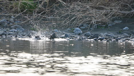 white-cheeked starling birds cleaning themselves in the water at futakotamagawa river in tokyo, japan - wide, static shot