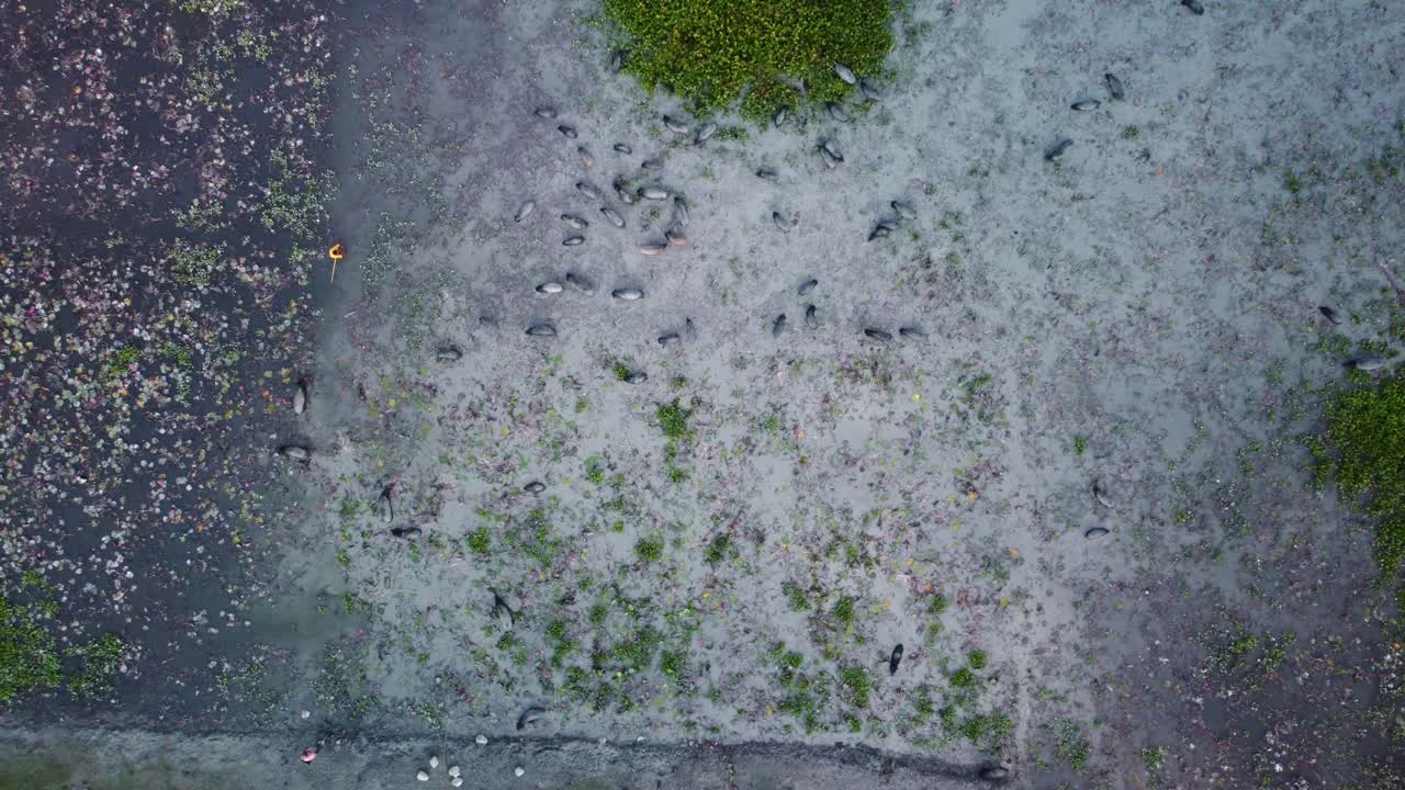 Organically raised Indigenous black pigs feeding in muddy freshwater lake filled with wildflowers water lilies in West Bengal rural village area, India, Aerial view