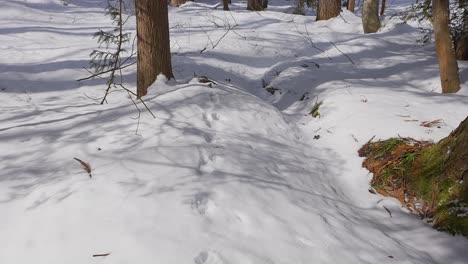 With-a-gentle-pan,-the-camera-uncovers-the-trail-of-snow-footprints,-offering-a-glimpse-into-the-mysterious-journey-of-a-woodland-dwelling-canine