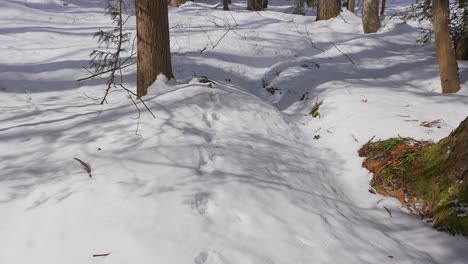 with a gentle pan, the camera uncovers the trail of snow footprints, offering a glimpse into the mysterious journey of a woodland-dwelling canine