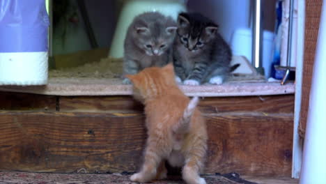 three kittens and an adult cat.