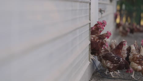 Flock-of-brown-chickens-jump-out-of-hen-house-in-slow-motion-at-dusk-on-Midwest-American-farm