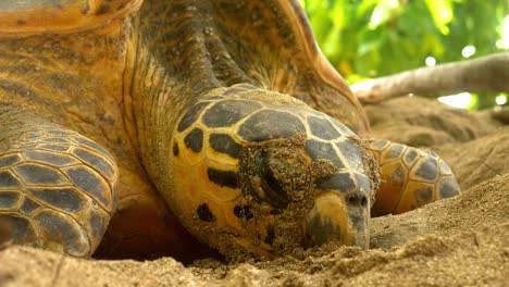 Primer-Plano-De-La-Cabeza-De-Tortuga-En-La-Playa