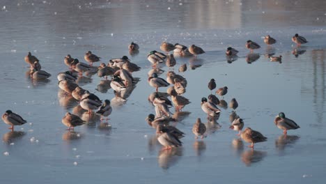 On-a-small-pond,-ducks-sit-and-walk-around-an-ice-hole-on-the-frozen-surface