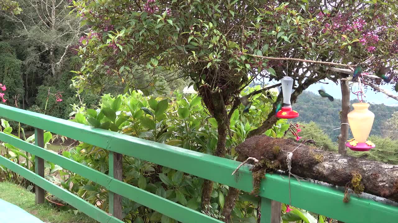los colibríes cenan en un comedero al aire libre