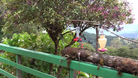 hummingbirds dine at an outdoor feeder