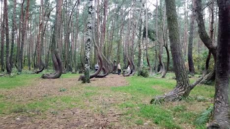 drone flying in the crooked forest outside nowe czarnowo, poland, europe