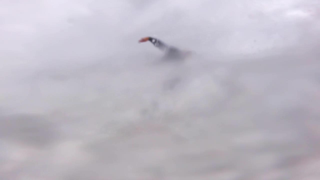 surfista profesional monta la ola