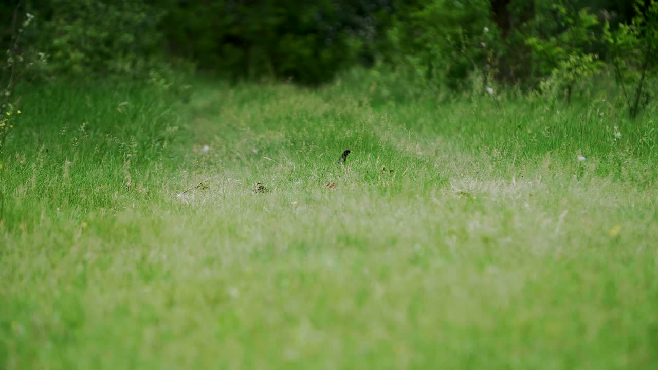 잔디 길을 걷는 찌르레기 새, 자연 경관